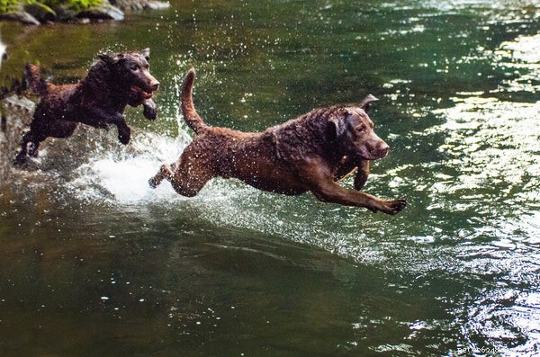 Keep Your Dog Cool This Summer: 5 Proven Strategies