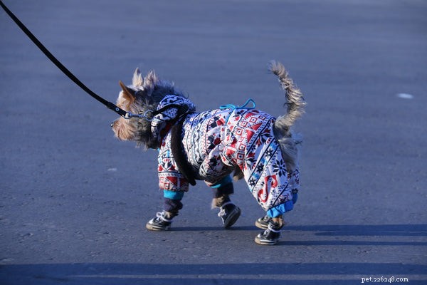 Keep Your Dog Cool This Summer: 5 Proven Strategies