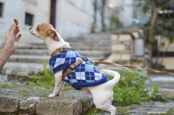 Keep Your Dog Cool This Summer: 5 Proven Strategies