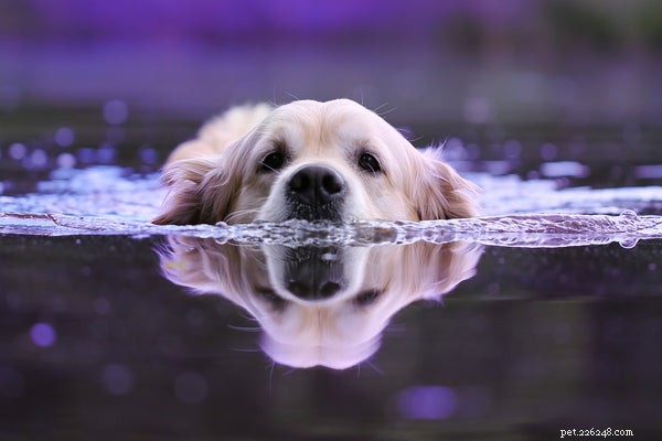 Keep Your Dog Cool This Summer: 5 Proven Strategies
