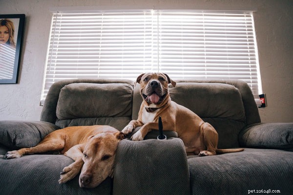 Safeguarding Your Dog During Fireworks: 5 Essential Tips