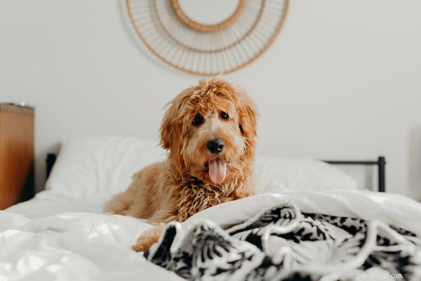 Safeguarding Your Dog During Fireworks: 5 Essential Tips