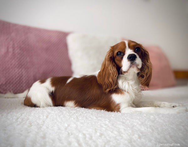 Safeguarding Your Dog During Fireworks: 5 Essential Tips