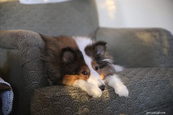 Safeguarding Your Dog During Fireworks: 5 Essential Tips