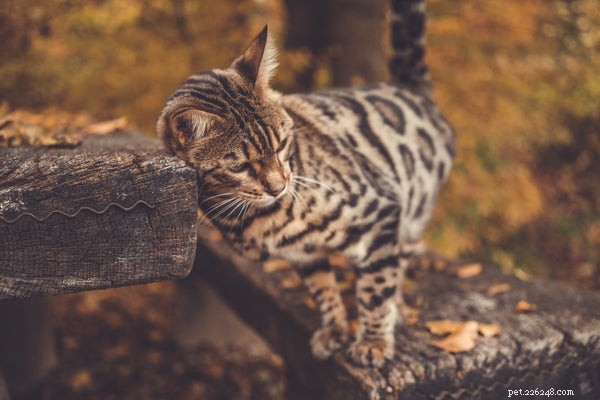 Top 5 Non-Shedding Cats for Allergy-Friendly Homes