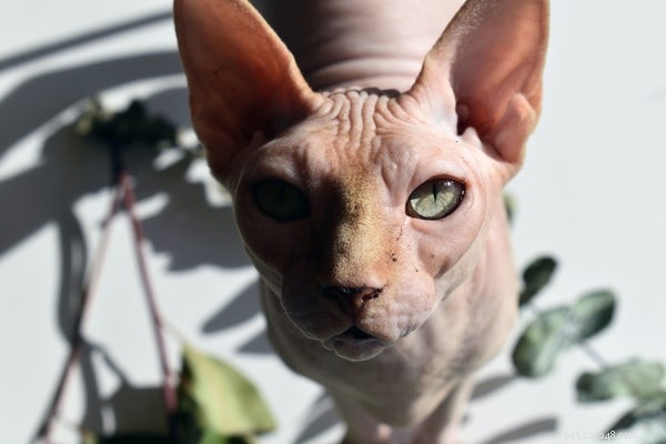 Top 5 Non-Shedding Cats for Allergy-Friendly Homes