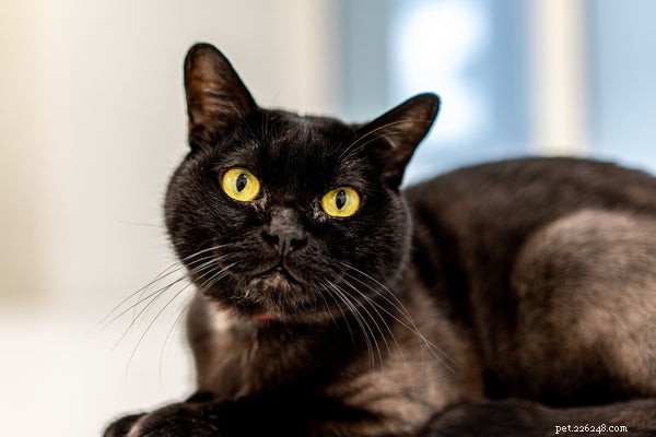 Top 5 Non-Shedding Cats for Allergy-Friendly Homes
