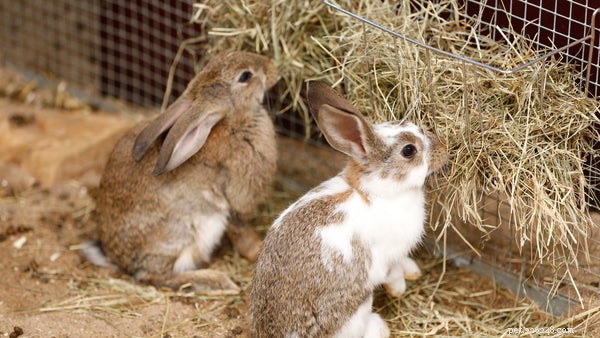 Optimal Rabbit Nutrition: A Complete Guide to Feeding Your Pet