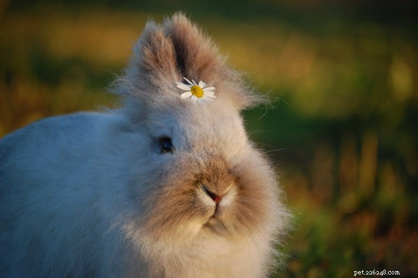 Optimal Rabbit Nutrition: A Complete Guide to Feeding Your Pet