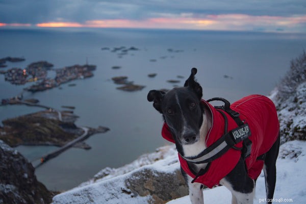 Hiking with Dogs: Essential Tips for a Safe, Enjoyable Trail Adventure