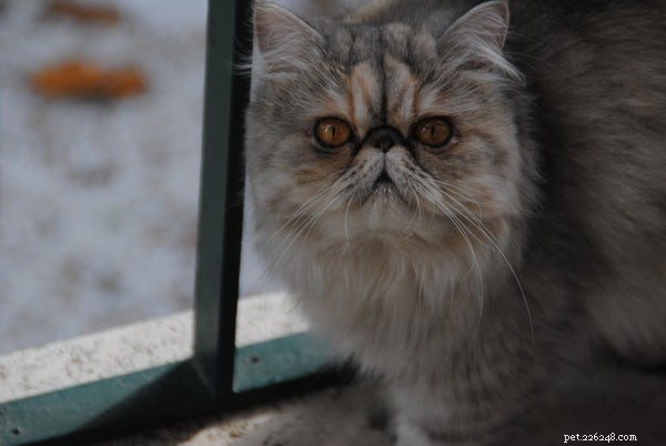 Persian Cat Personality: Key Traits to Know Before Adopting