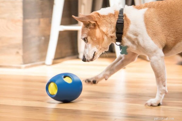 Discover the Best Automatic Dog Treat Dispenser: Keep Your Pup Engaged & Boredom-Free
