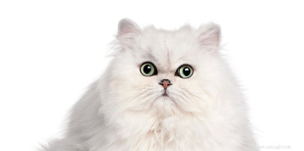 Persian Cat Personality: Key Traits to Know Before Adopting