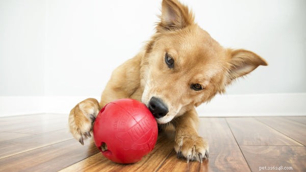 Discover the Best Automatic Dog Treat Dispenser: Keep Your Pup Engaged & Boredom-Free