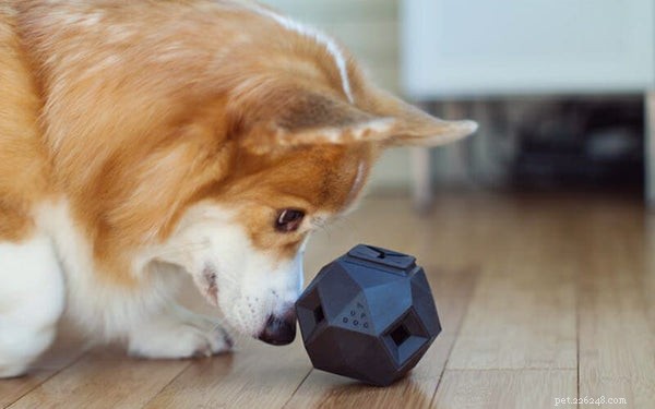 Discover the Best Automatic Dog Treat Dispenser: Keep Your Pup Engaged & Boredom-Free