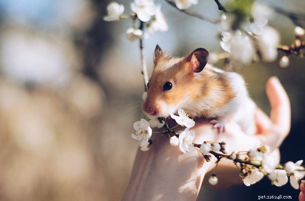 Top Playful Pets to Keep Your Family Active and Happy
