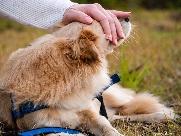 Essential Dog Grooming Tools Every Owner Needs