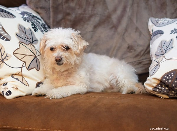 Essential Dog Grooming Tools Every Owner Needs