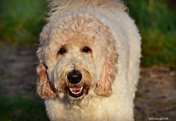 Essential Dog Grooming Tools Every Owner Needs