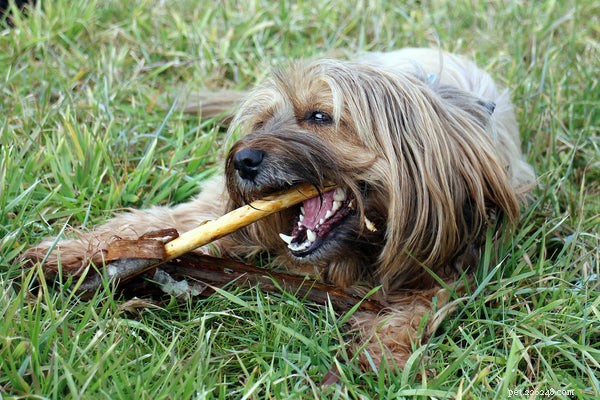 Essential Dog Grooming Tools Every Owner Needs
