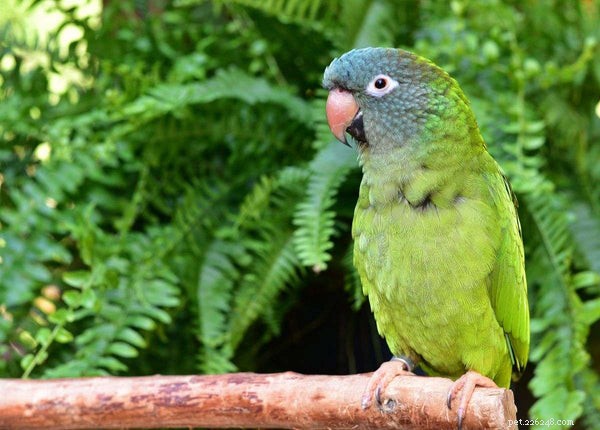 Choosing the Right Bird Companion: A Comprehensive Guide to Bird Types Before Adoption