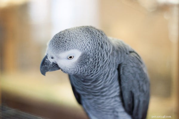 Choosing the Right Bird Companion: A Comprehensive Guide to Bird Types Before Adoption