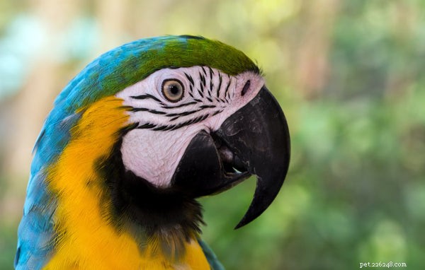 Choosing the Right Bird Companion: A Comprehensive Guide to Bird Types Before Adoption