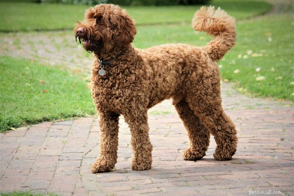 Top 5 Dog Breeds That Coexist Peacefully With Cats