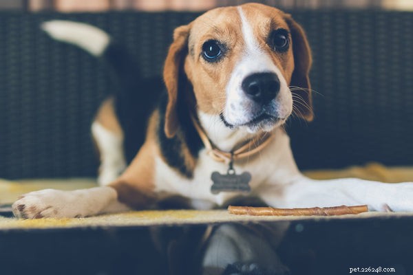 Top 5 Dog Breeds That Coexist Peacefully With Cats