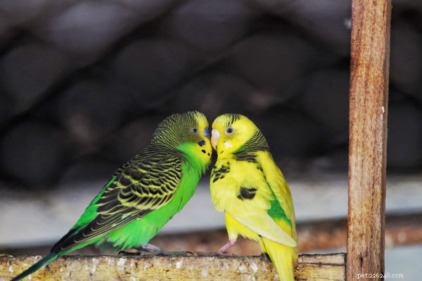 Top 4 Small Pet Birds to Adopt Right Now: A Trusted Guide