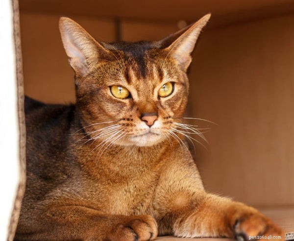 The True Intelligence of Cats: Unveiling Their Hidden Cognitive Abilities