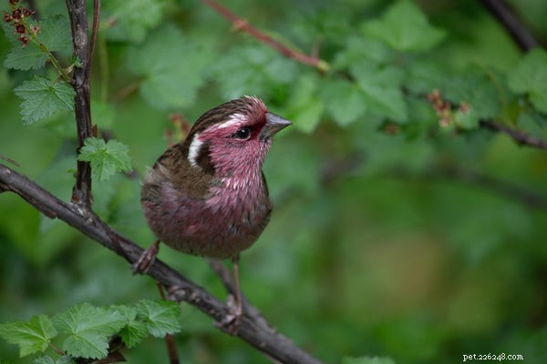 Top 4 Small Pet Birds to Adopt Right Now: A Trusted Guide