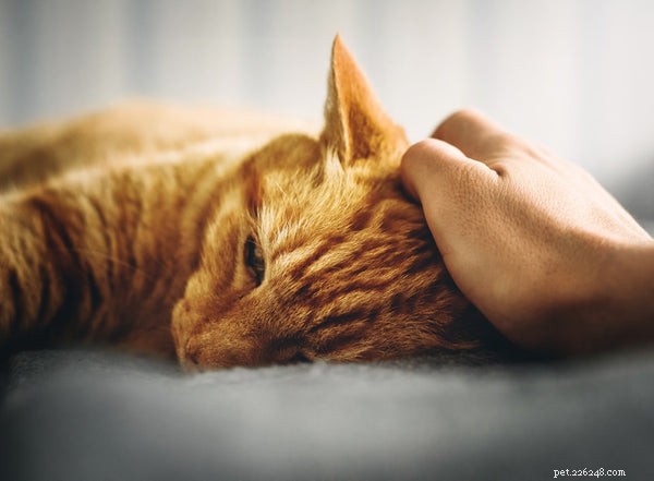 The Complete Guide to Choosing Organic Cat Food for Your Feline s Health