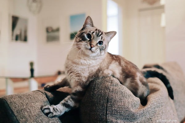 The Complete Guide to Choosing Organic Cat Food for Your Feline s Health