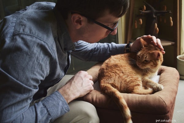 The Complete Guide to Choosing Organic Cat Food for Your Feline s Health