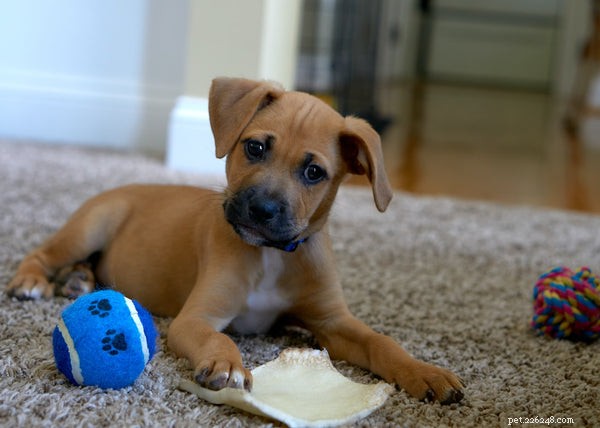 Top Safe Puppy Toys to Keep Your New Companion Happy and Healthy