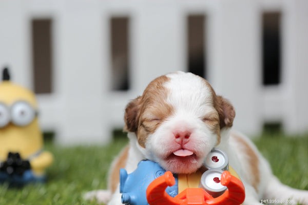 Top Safe Puppy Toys to Keep Your New Companion Happy and Healthy