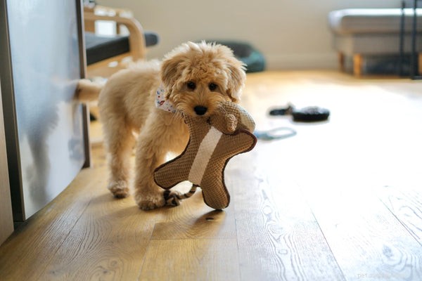 Top Safe Puppy Toys to Keep Your New Companion Happy and Healthy