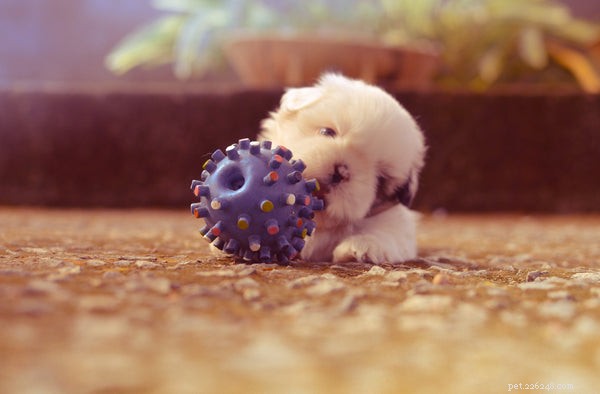 Top Safe Puppy Toys to Keep Your New Companion Happy and Healthy