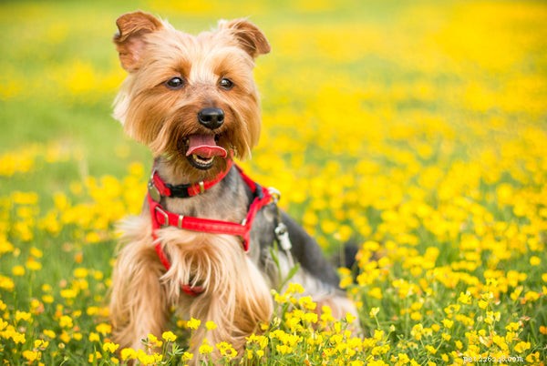 Top 5 Small Dogs Perfect for Family Homes