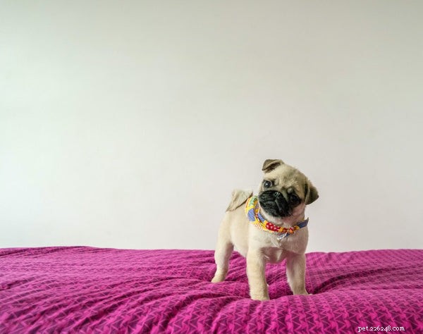 Top 5 Small Dogs Perfect for Family Homes