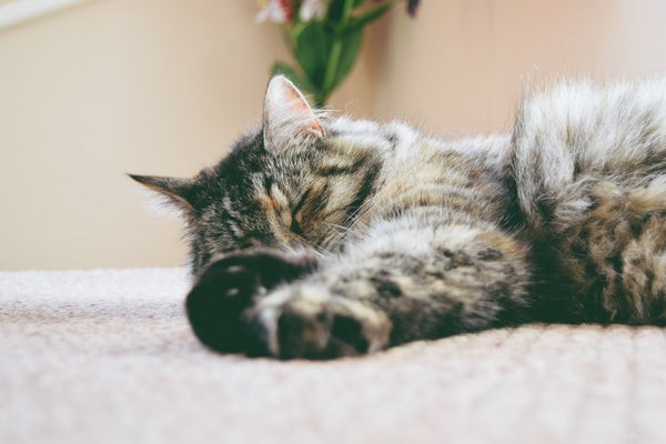 7 Essential Cat Vaccinations Every Owner Should Know