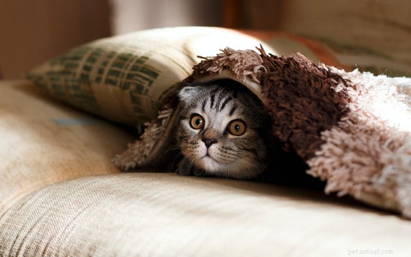 7 Essential Cat Vaccinations Every Owner Should Know