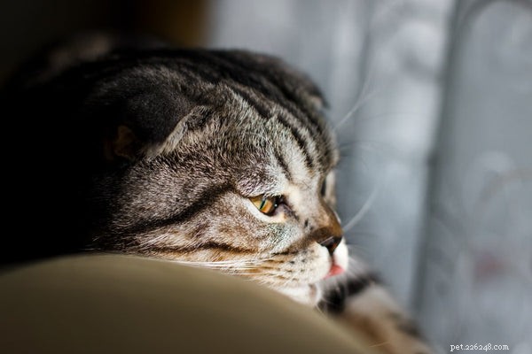7 Essential Cat Vaccinations Every Owner Should Know