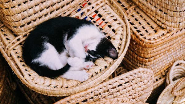 7 Essential Cat Vaccinations Every Owner Should Know