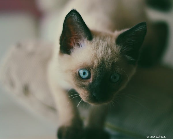 7 Essential Cat Vaccinations Every Owner Should Know