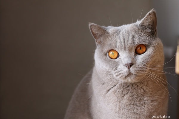 7 Essential Cat Vaccinations Every Owner Should Know