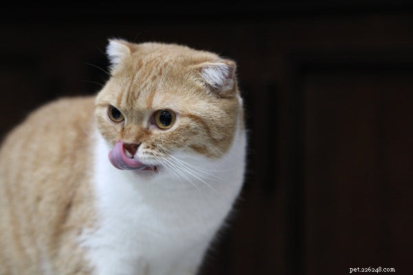 3 Key Benefits of a Timed Cat Feeder for Health and Convenience
