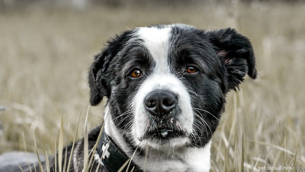 Dog Snout Health: Key Signs & Solutions Every Pet Owner Should Know