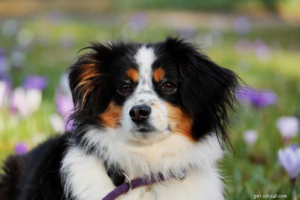 Dog Snout Health: Key Signs & Solutions Every Pet Owner Should Know